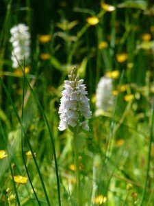 Flore remarquable du bocage