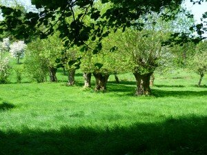 Les prairies humides dans le bocage normand