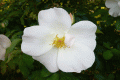 Visite de jardin Le Clos de Chanchore - Fresne-Cauverville