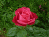 1-rose-a-caen-la-paix.gif