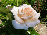 4-rose-sweet-love.gif