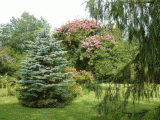 p1090658.gif