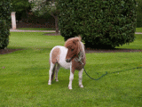 chateau-de-maillot-3.gif