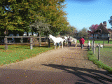 Chevaux de Marolles
